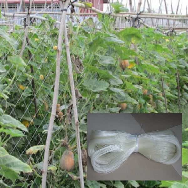 Lưới cước trắng làm giàn leo cho cây, khổ lưới 2 m hoặc 3m